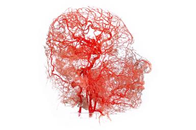 Image representation for Anatomische Sammlung