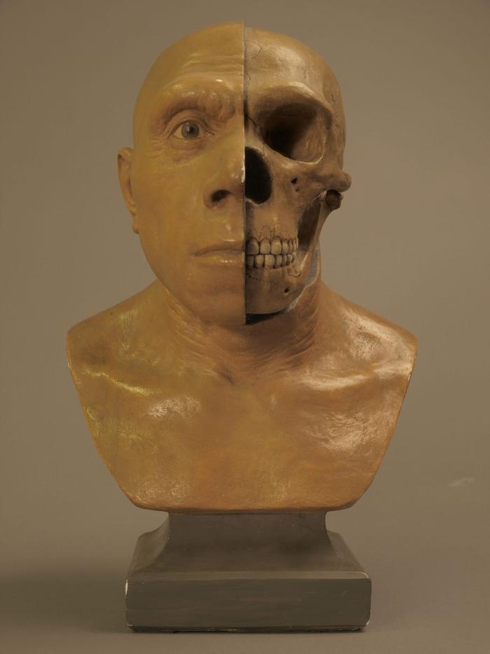 Neandertalerschädel