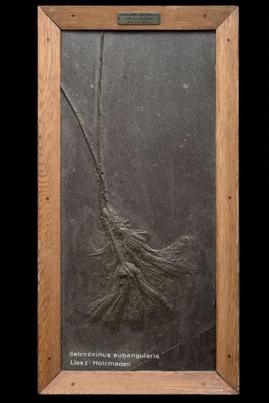 Seirocrinus subangularis