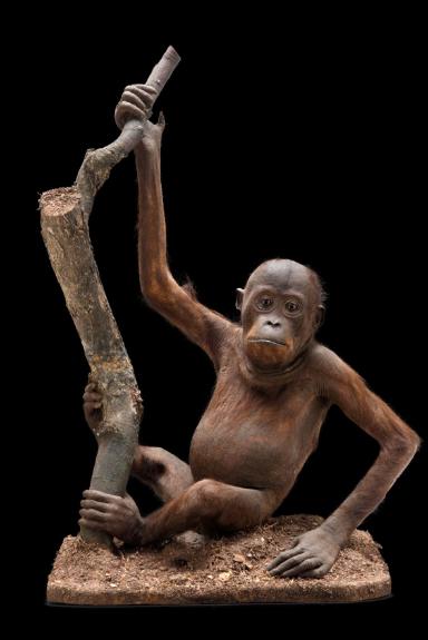Junger Orang-Utan (Pongo)