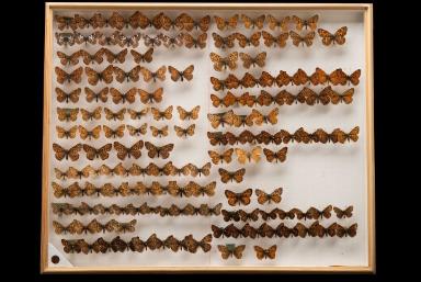 Insektenkasten mit Scheckenfaltern (Melitaeini)