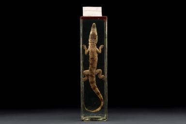 Nilkrokodil (Crocodylus niloticus)
