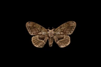 Japanischer Brahmaspinner (Brahmaea japonica)
