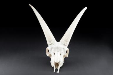 Image representation for Archäozoologische Sammlung