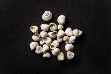 Gyraulus elegans