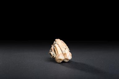 Image representation for Osteologische Sammlung
