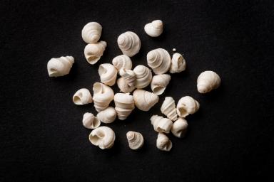 Gyraulus trochiformis