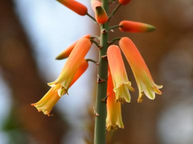 Aloe plicatilis (Fächer-Aloe)