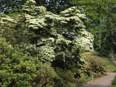 Cornus kousa ssp. chinensis (Chinesischer Blumenhartriegel)