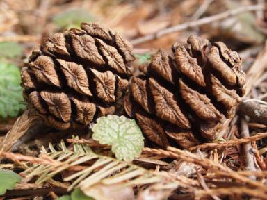 Sequoiadendron giganteum (Gebirgs-Mammutbaum)