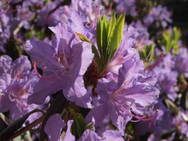 Rhododendron augustinii (Augustines Rhododendron)