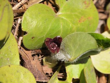 Asarum europaeum (Europäische Haselwurz)