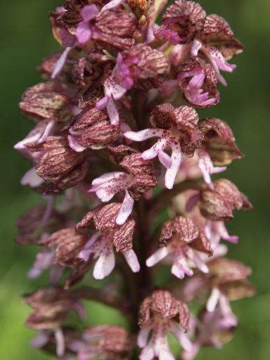 Orchis purpurea (Purpur-Knabenkraut)