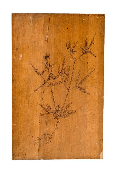 Image representation for Tübinger Kräuterbuch-Tafeln