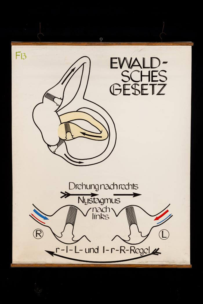 Ewaldsches Gesetz