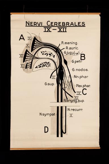 Der schematische Verlauf der kaudalen Hirnnerven, "Nervi Cerebrales IX-XII"