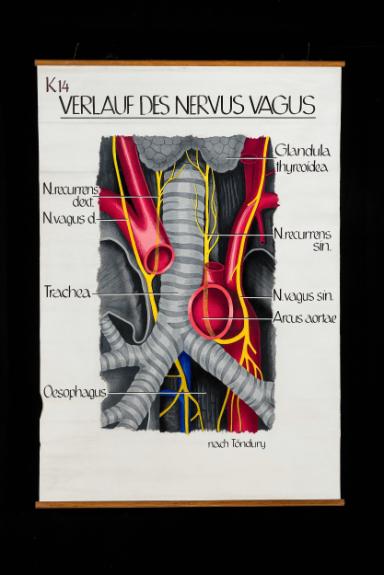 Der zervikale und thorakale Verlauf des Nervus Vagus (X) nach Töndury