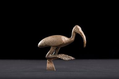 Ibis