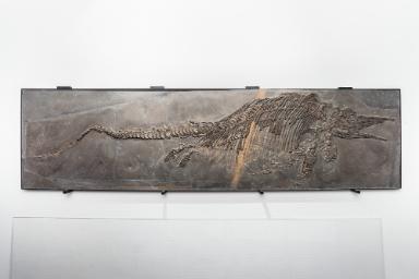 Stenopterygius quadriscissus (Ichthyosaurier)