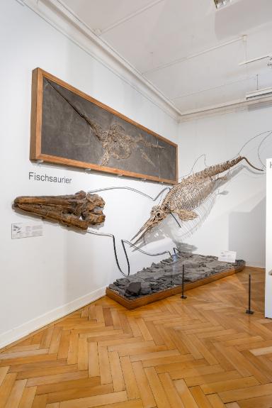 Eurhinosaurus longirostris (Ichthyosaurier)