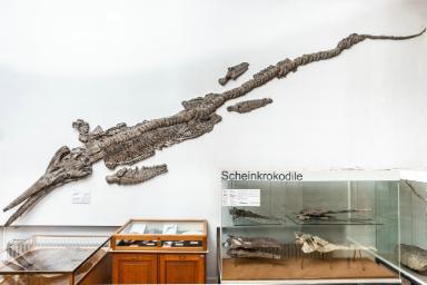 Temnodontosaurus trigonodon (Ichthyosaurier)