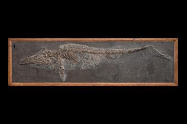 Stenopterygius triscissus (Ichthyosaurier)
