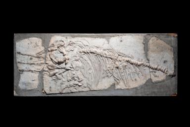 Stenopterygius zetlandicus (Ichthyosaurier)