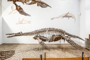 Peloneustes philarchus (Reptilia, Sauropterygia, Plesiosauria)