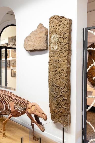 Chirotherium (Ichnofossil von Rauisuchia, Reptilia)